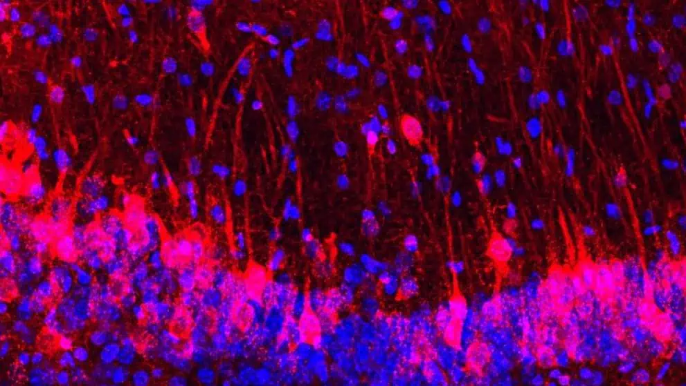 Creato ibrido topo-ratto con nel cervello neuroni di entrambe le specie Futuro Prossimo