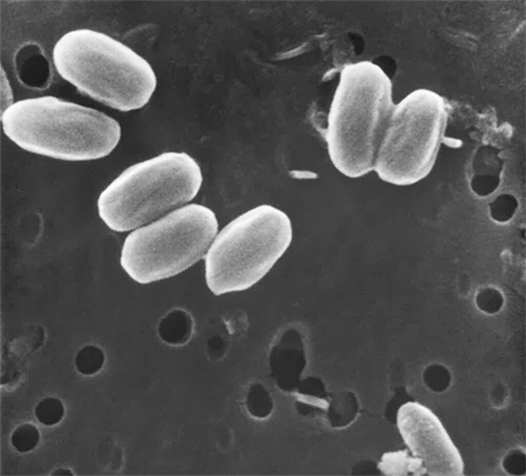 Bacillus Pumilus: da un batterio “spaziale” la miglior protezione solare Futuro Prossimo