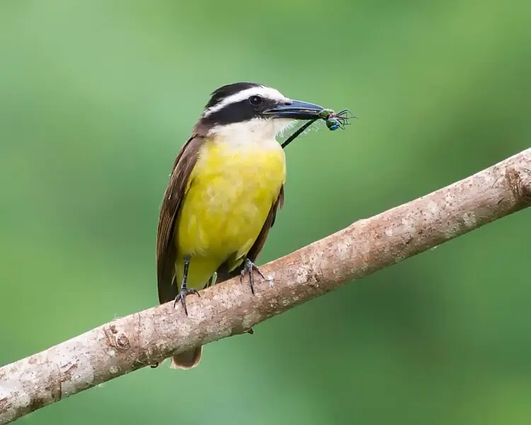 Gli uccelli Kaskadi cantano nel sonno, e abbiamo “ascoltato” i loro sogni Futuro Prossimo