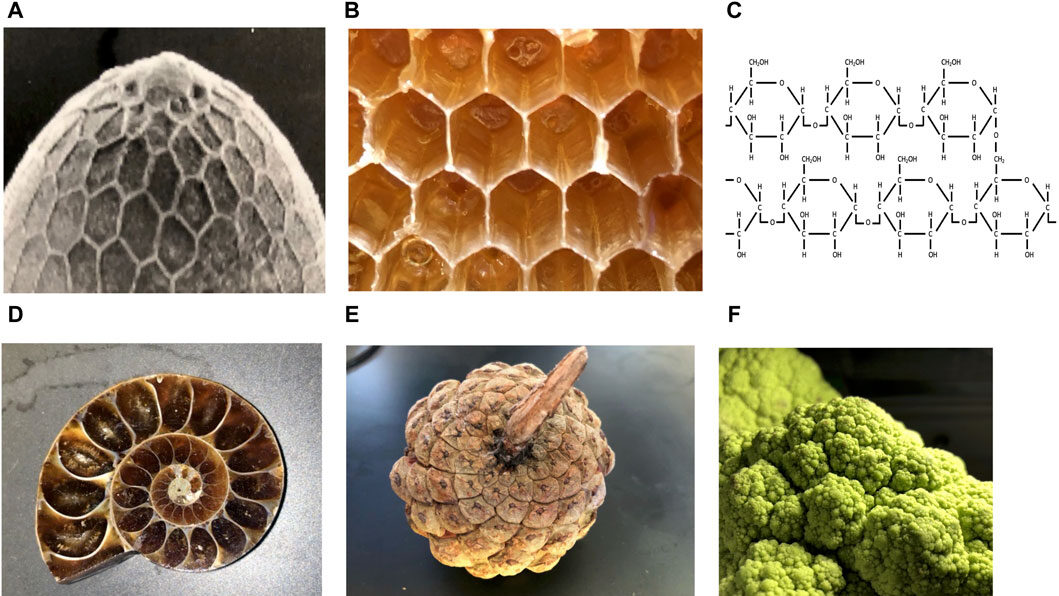 Scoperto un paradosso nell’evoluzione che cambia le regole della biologia Futuro Prossimo