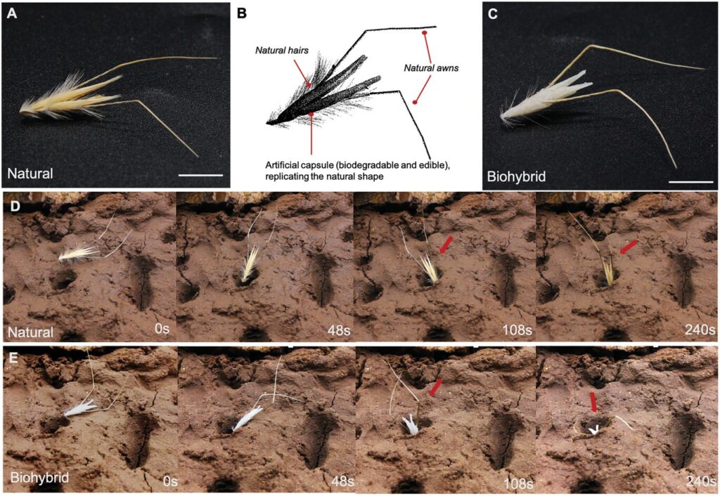 HybriBot, robot italiano fatto di avena, pianta semi per salvare le foreste Futuro Prossimo