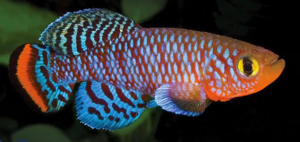 Perché le femmine vivono più a lungo, il Killifish ha la risposta Futuro Prossimo