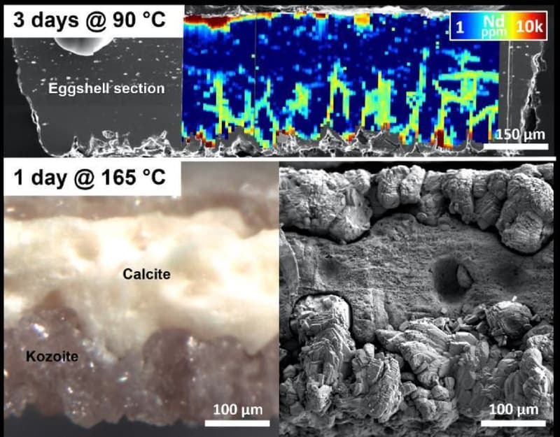 Terre rare grazie ai gusci d’uovo? Sorprendente studio irlandese Futuro Prossimo