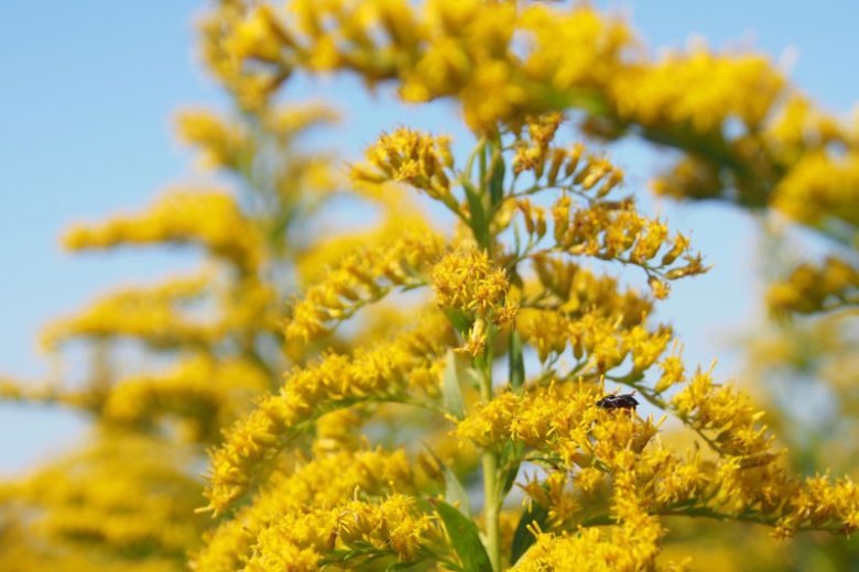 Piante senzienti? La Solidago sfida le nostre conoscenze sull’intelligenza Futuro Prossimo