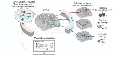 Controllo mentale: magnetogenetica tra scienza e paure Futuro Prossimo