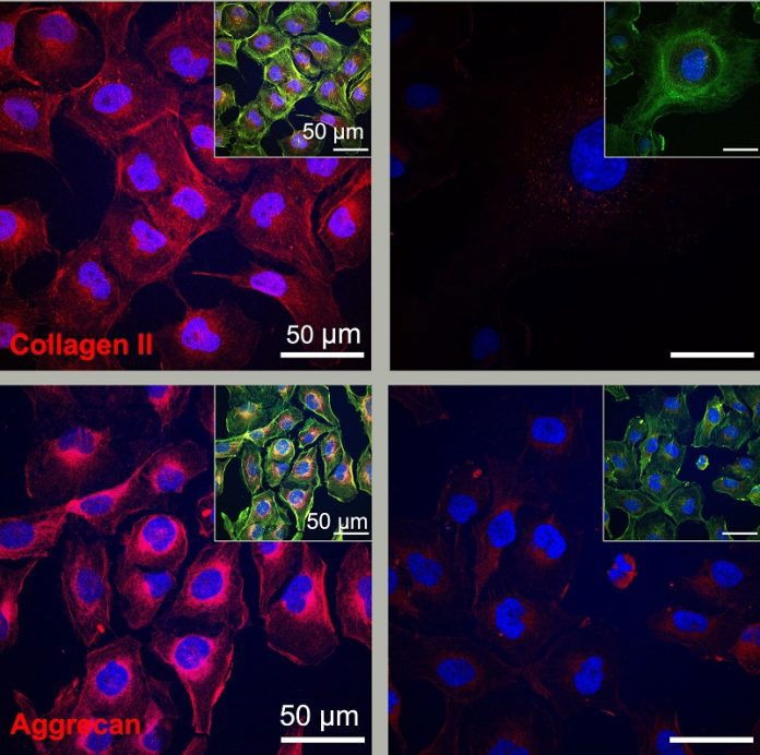 Svolta nell’ingegneria tissutale: cartilagine rigenerata in soli 3 giorni Futuro Prossimo