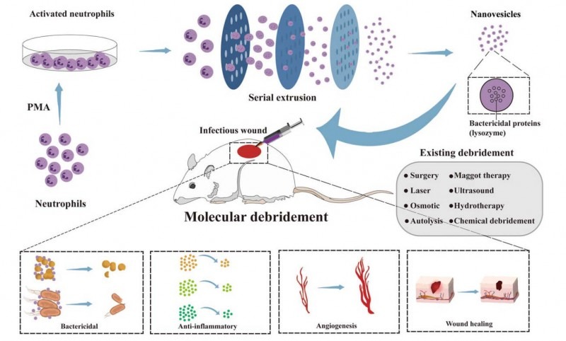 Neutrofili ingegnerizzati: i nuovi “mini sottomarini” per curare ferite infette Futuro Prossimo