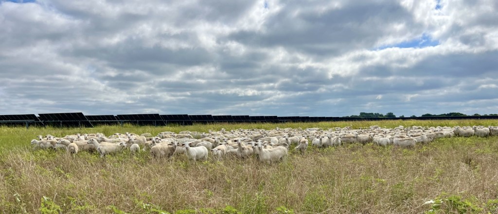 Agrivoltaico, Enel porta 6000 pecore al ‘pascolo solare’ in Texas Futuro Prossimo