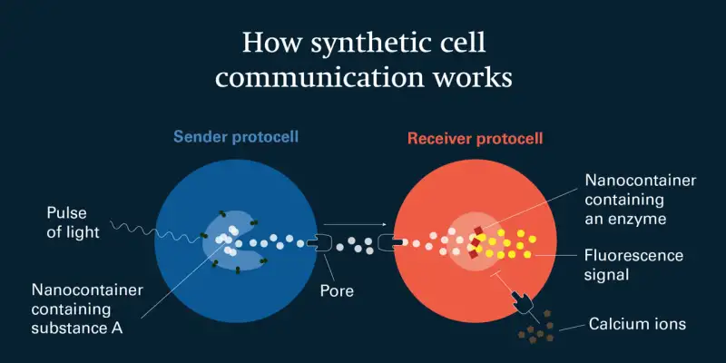 Cellule sintetiche, ora comunicano come quelle naturali: lo studio Futuro Prossimo