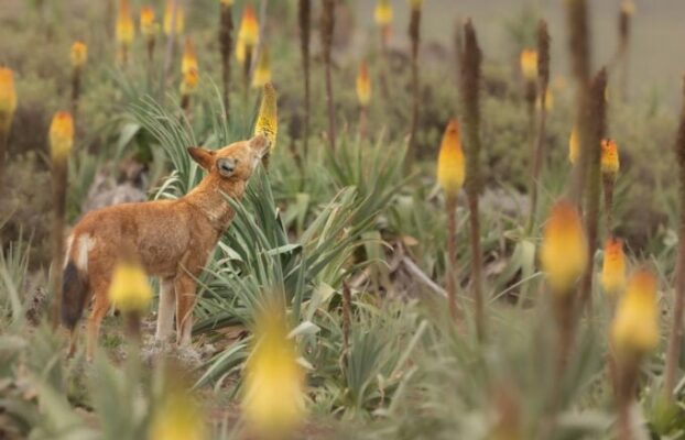 Lupi etiopi: i primi predatori impollinatori mai documentati Futuro Prossimo