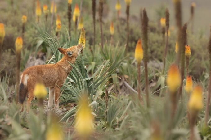 Lupi etiopi: i primi predatori impollinatori mai documentati Futuro Prossimo