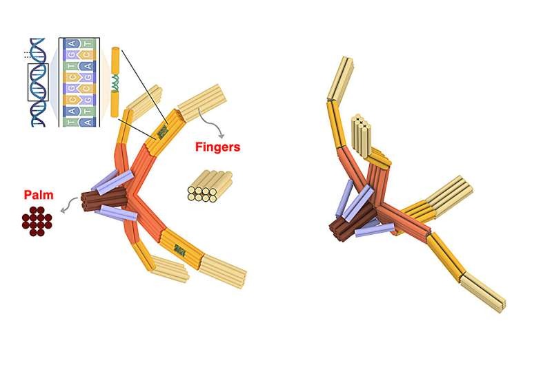 NanoGripper: origami di DNA contro virus e tumori Futuro Prossimo