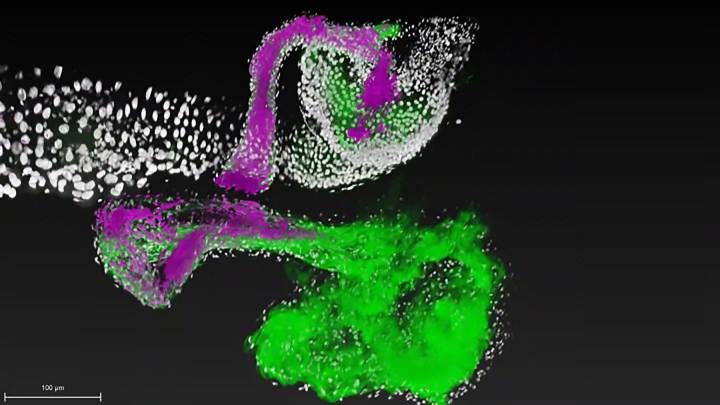 Microbioma intestinale, ora possiamo guidare i batteri buoni Futuro Prossimo