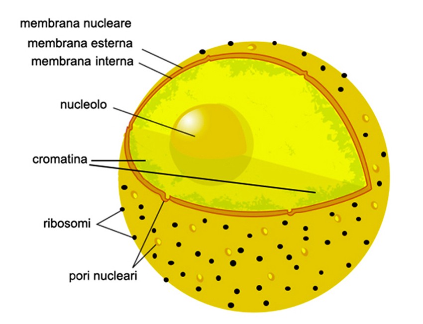 Scoperto un ‘cronometro della mortalità’ nel nucleolo Futuro Prossimo