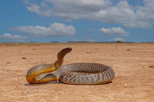 L’AI progetta proteine che neutralizzano il veleno di serpente Futuro Prossimo