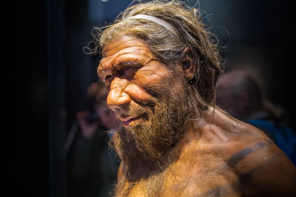 La crisi nascosta dei Neanderthal: un collo di bottiglia li ‘appiattì’ Futuro Prossimo