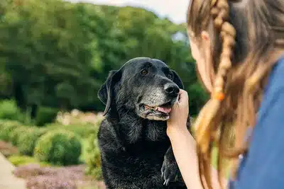 Cani anziani, il farmaco che prolunga la vita supera esame FDA Futuro Prossimo