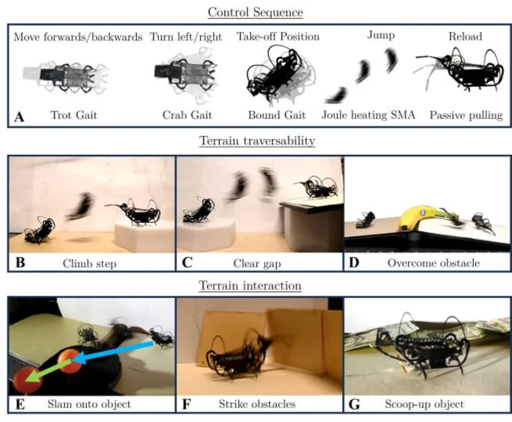 Piccola furia: il robot insetto con coda biomimetica salta da Dio Futuro Prossimo