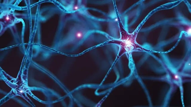 Neuroni dalla pelle: il futuro delle lesioni spinali? Le cellule cutanee Futuro Prossimo