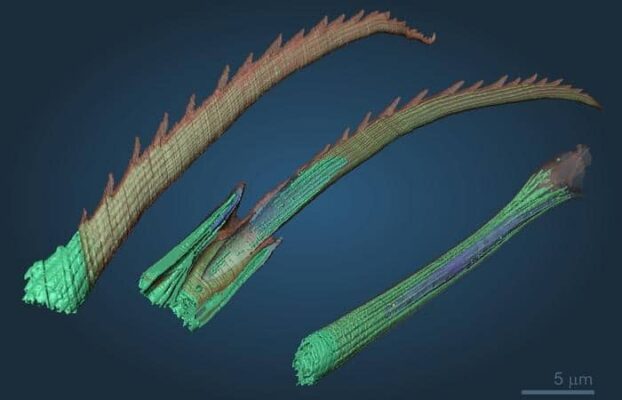 Sorpresa vermi marini, ‘stampano’ setole in 3D con chitina naturale Futuro Prossimo