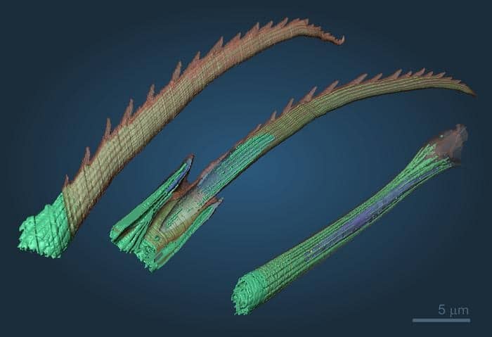 Sorpresa vermi marini, ‘stampano’ setole in 3D con chitina naturale Futuro Prossimo